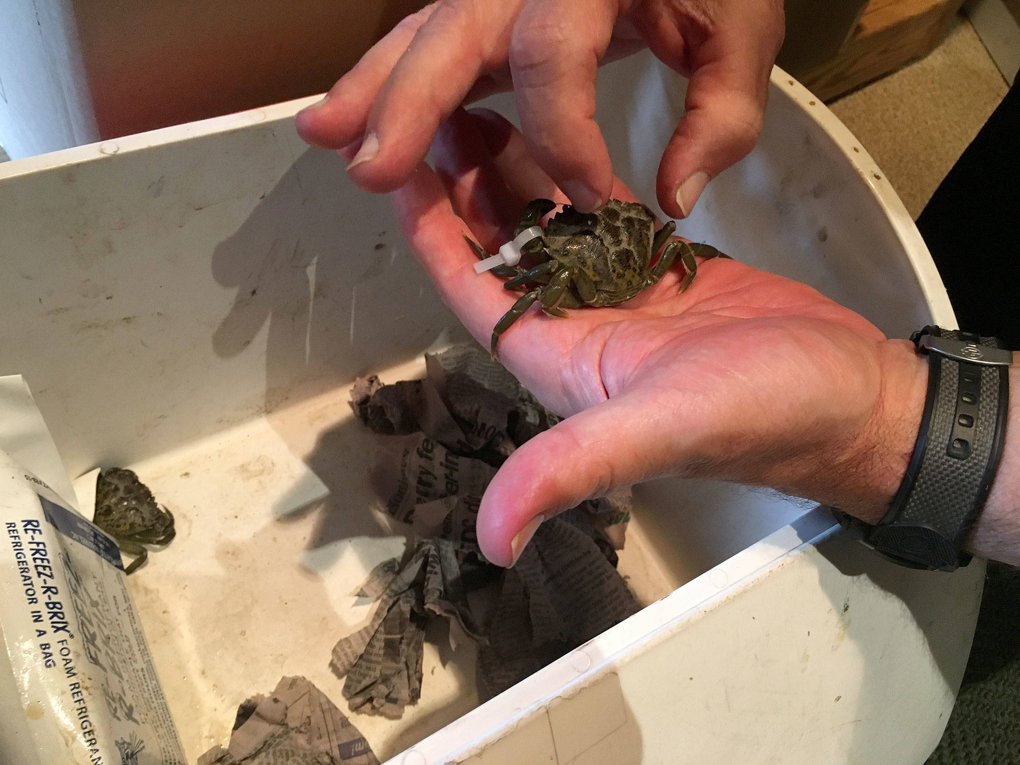 Researchers report they’ve captured 60 European green crabs, an invasive species, at Graveyard Spit on the Dungeness Spit as of Thursday. This green crab was one of four found in early May that was sent to Massachusetts for research purposes to determine if it came from British Columbia, California or elsewhere. (Matthew Nash/Olympic Peninsula News Group)