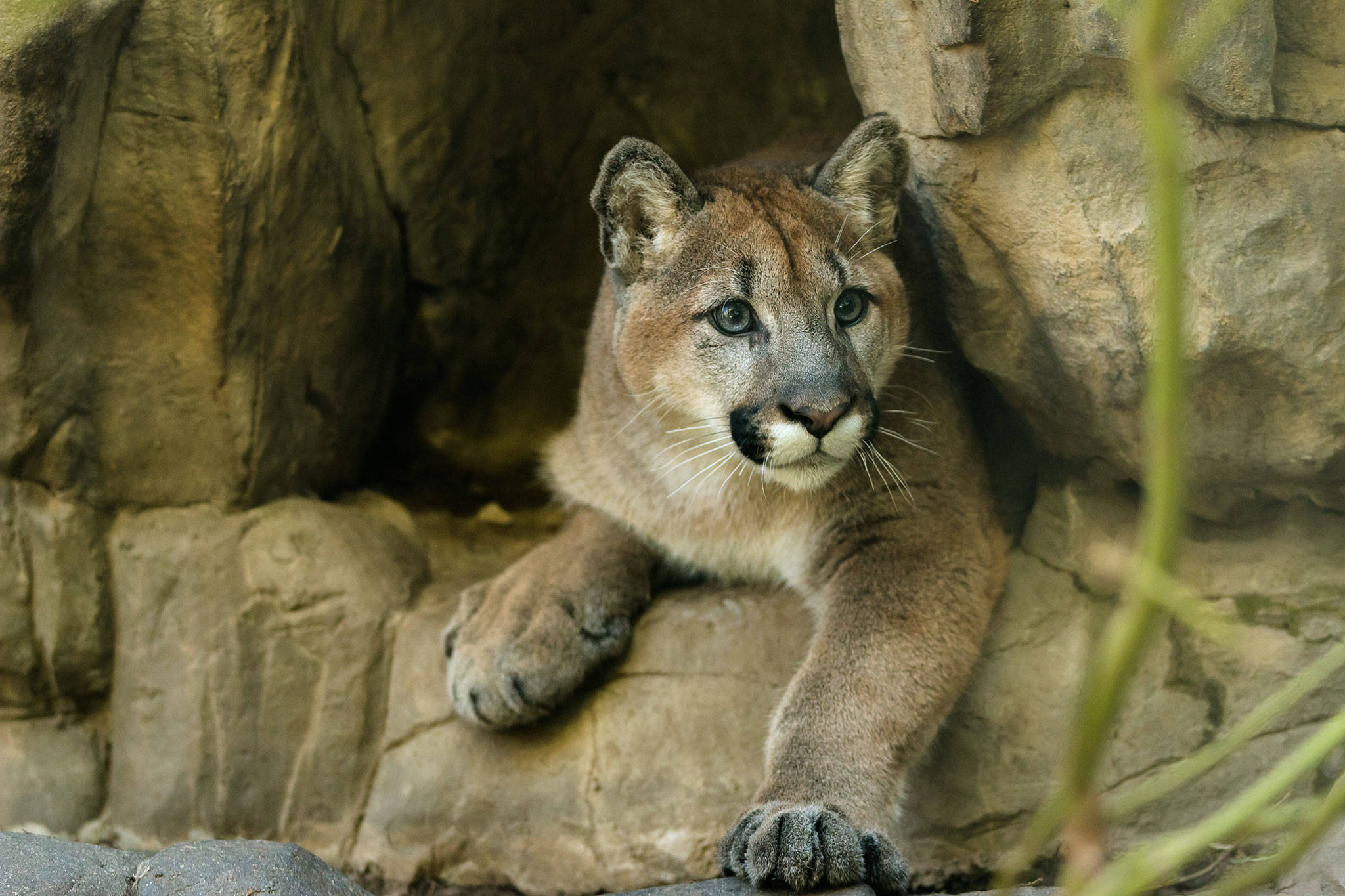 A cougar named Sequim is now featured at the Minnesota Zoo after being rescued in Joyce last October. At left, cougar siblings, named Sequim and Olympia, were found last October in Joyce alone and malnourished. They were treated in Quilcene and Spokane before being transported to the Minnesota Zoo for care. Olympia’s injuries were too severe despite veterinarians’ best efforts, which led her to die, zoo officials said. Top photo courtesy of Minnesota Zoo/bottom photo courtesy of Jennifer Gross