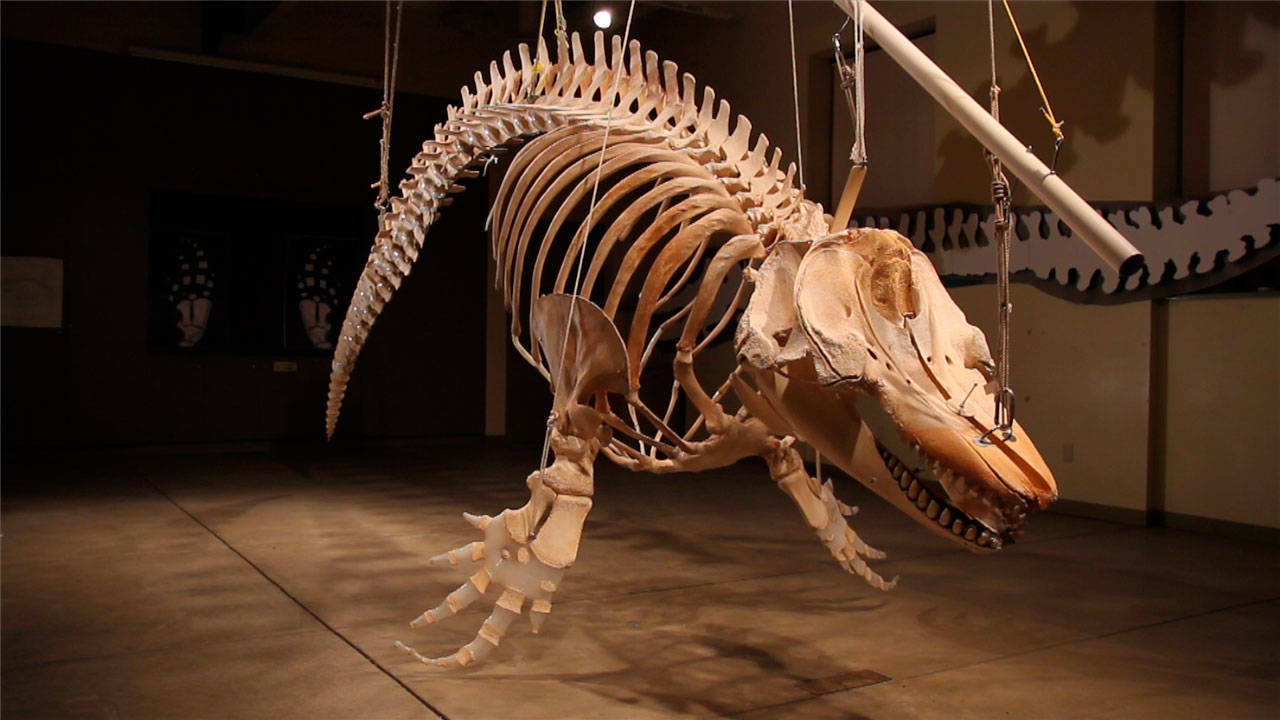 “The Day of the Orca” will offer tours of Hope, an orca skeleton, along with other activities at the Port Townsend Marine Science Center on Saturday. (Port Townsend Marine Science Center)