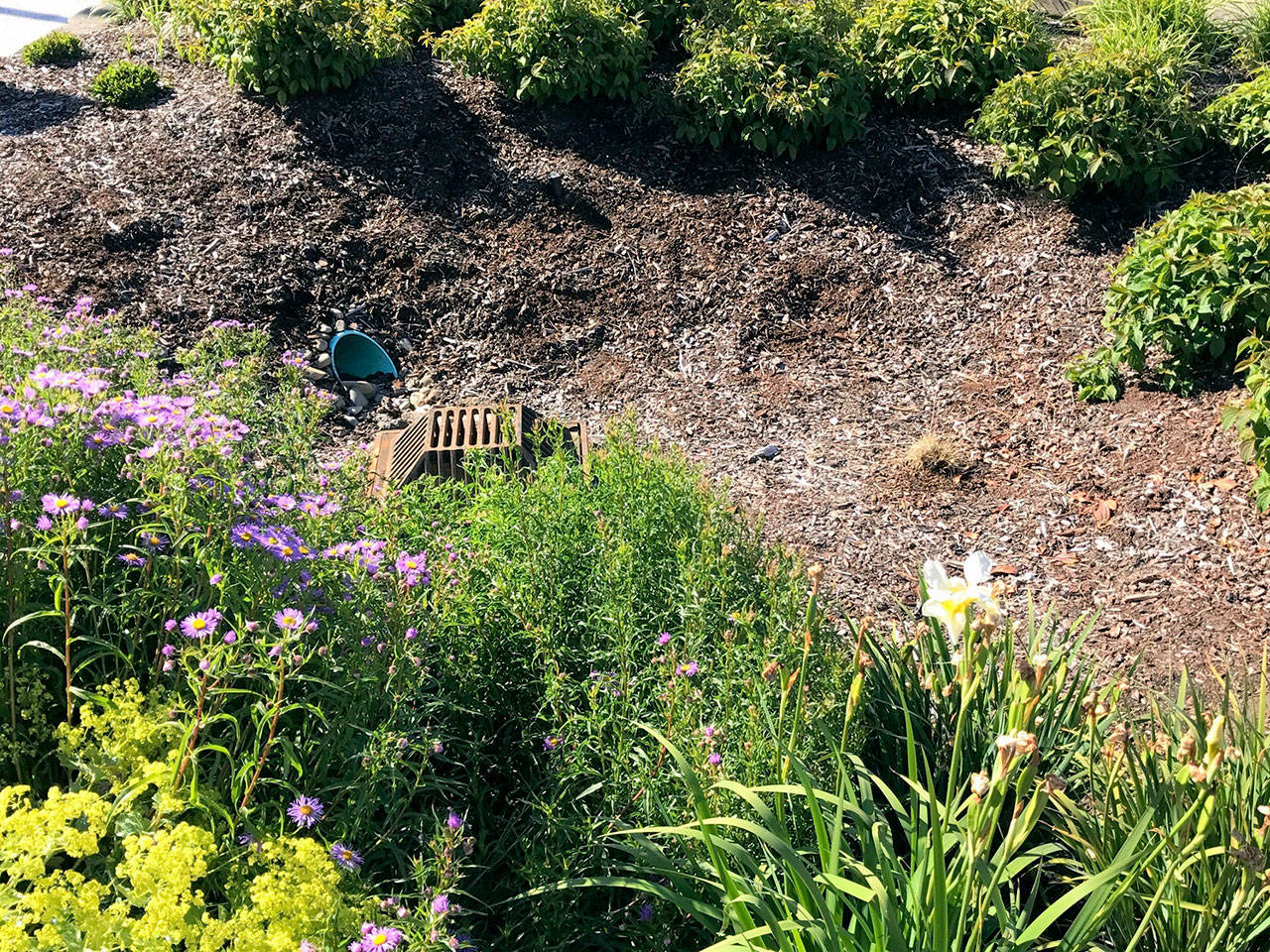 Rain gardens will be the subject of a presentation at the Port Angeles Main Library on Thursday. (Kate Radigan)