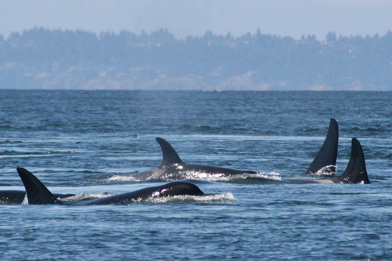 Study links at-risk orcas’ failed pregnancies to scarce food