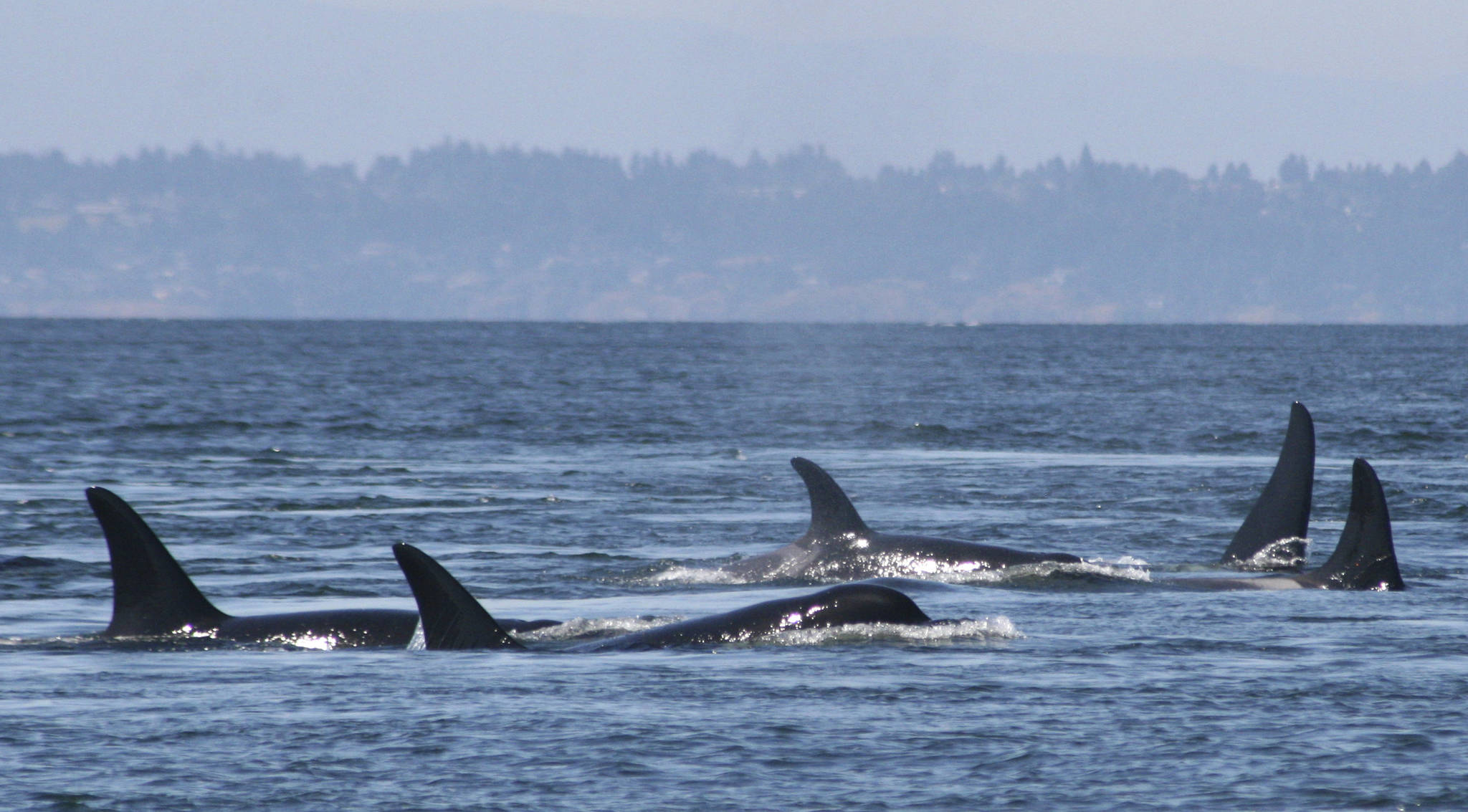 In this undated photo provided by the University of Washington, southern resident killer whales swim off the coast of San Juan Island. (Jane Cogan/University of Washington via AP)