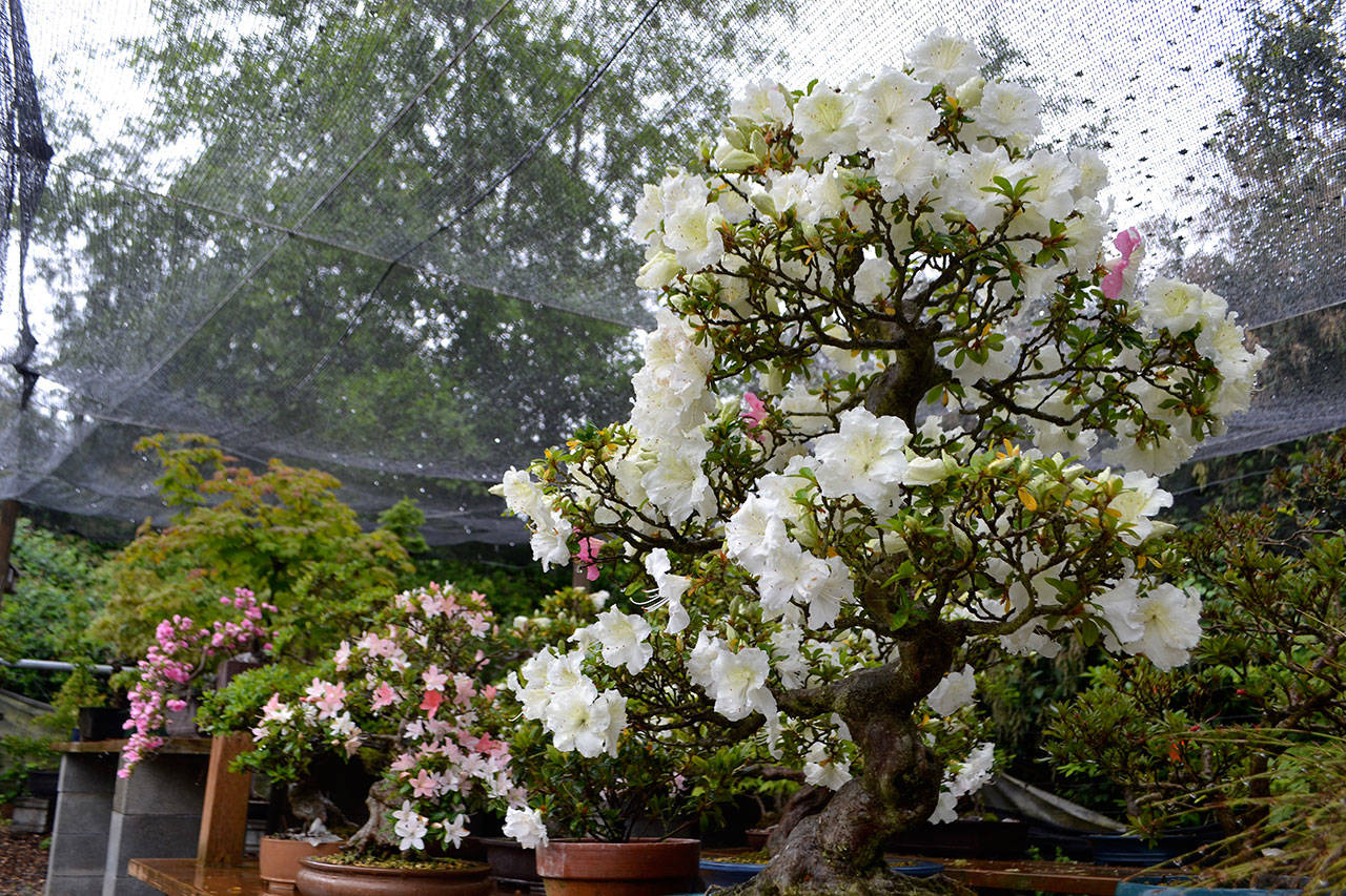 Bonsai azaleas are some of the trees Ron Quigley, president of the Dungeness Bonsai Society, plans to display this weekend. He says the azaleas originally were grown in Japan and are at least 40 years old. (Matthew Nash/Olympic Peninsula News Group)
