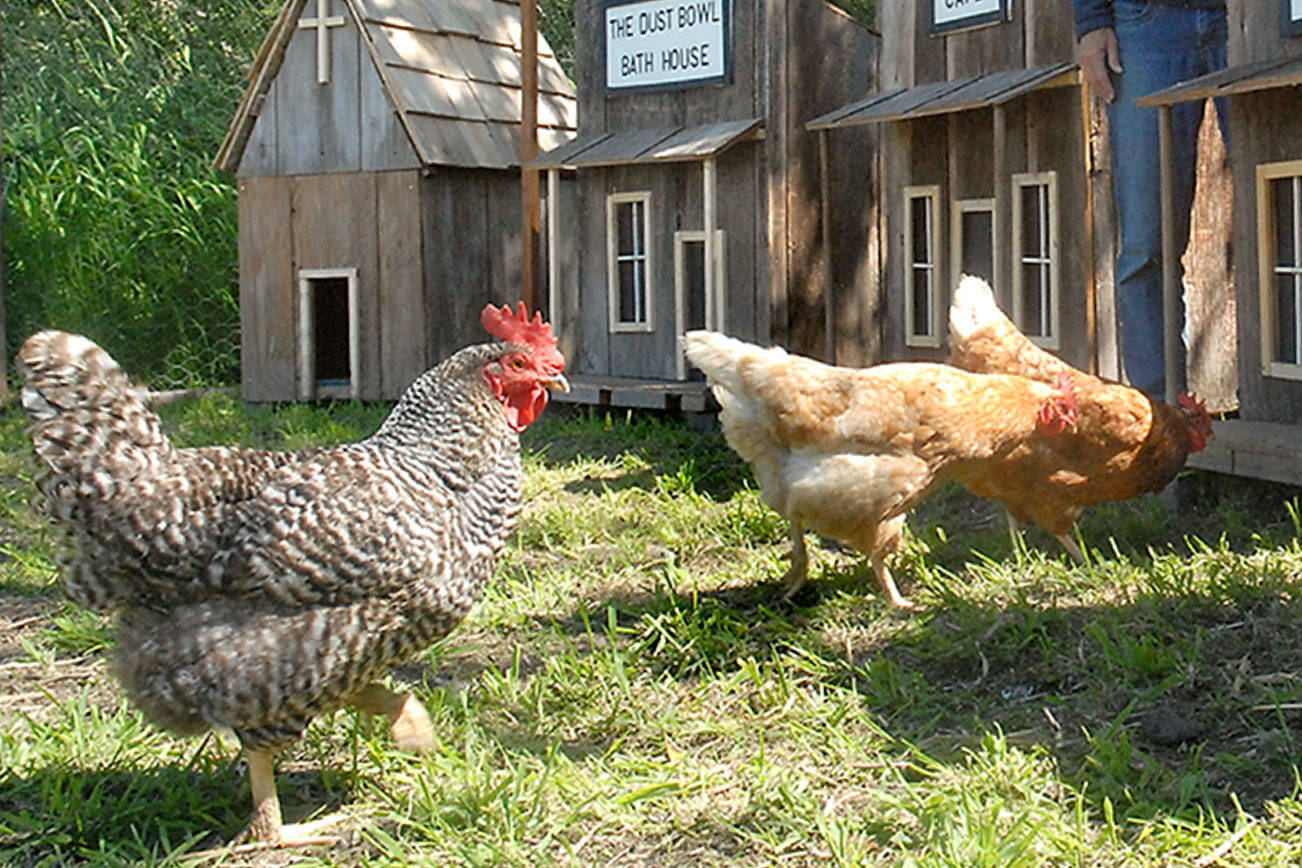 Welcome to Coopville: Port Angeles woman builds home for happy chickens