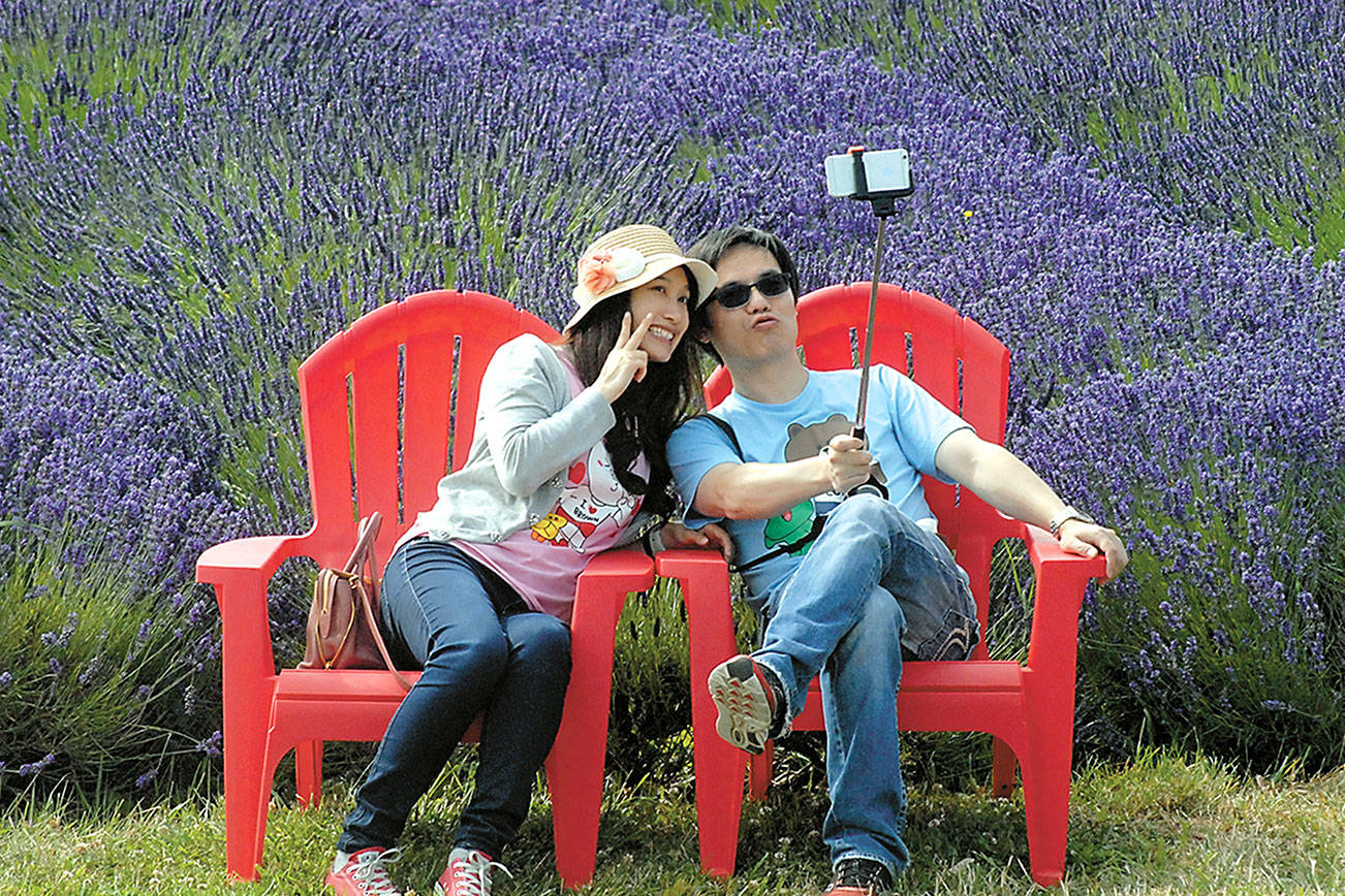 Sequim Lavender Weekend: Dr. Lavender is in at street fair; farms open
