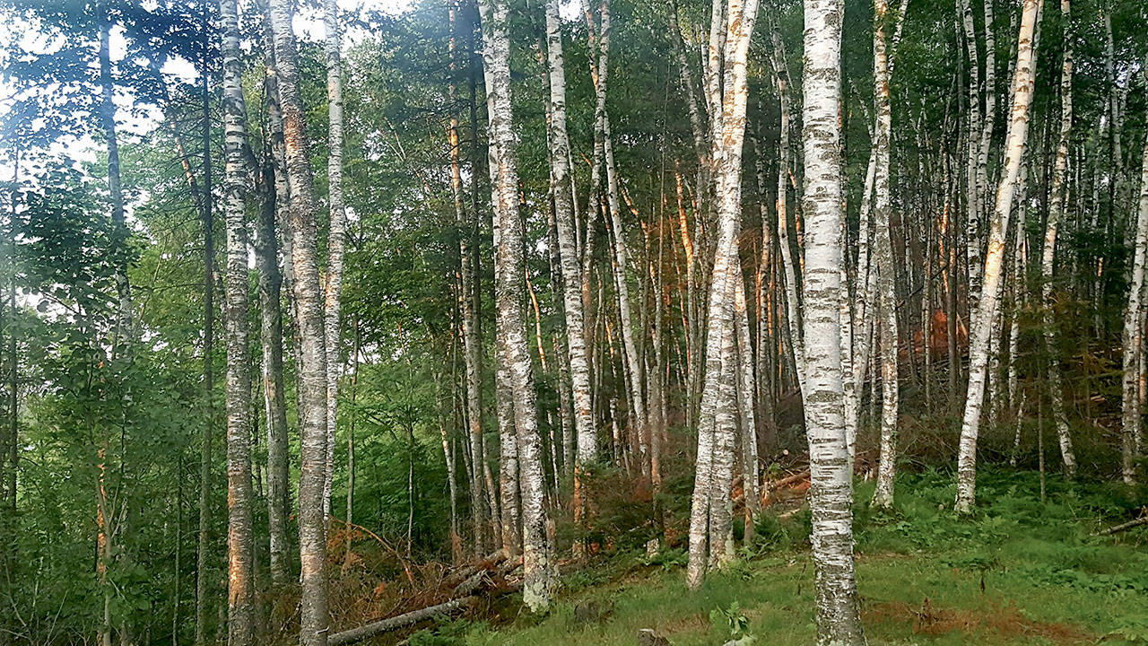 Evening light reflects off white paper bark birches, the state tree of Wisconsin. This is a prime example of how indigenous plants can deck out the yard. (Andrew May/for Peninsula Daily News)