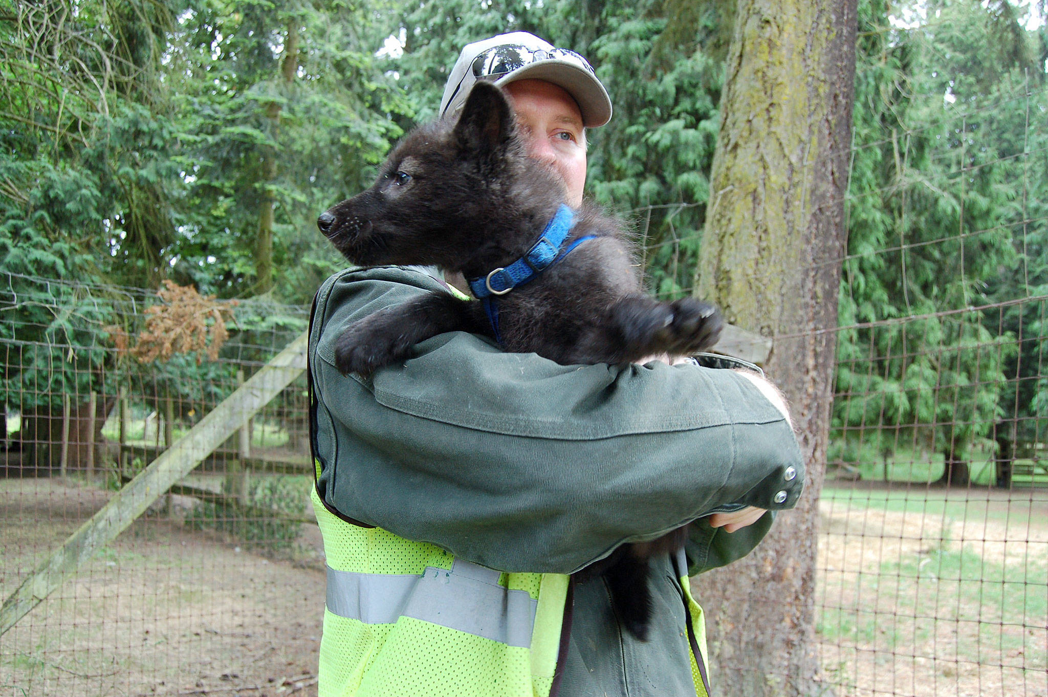 Robert Beebe, Olympic Game Farm president, holds Tonka, a 6-week-old male timber wolf puppy that will soon join the rest of the wolf pack at the Game Farm along with his sister Grace. (Erin Hawkins/Olympic Peninsula News Group)