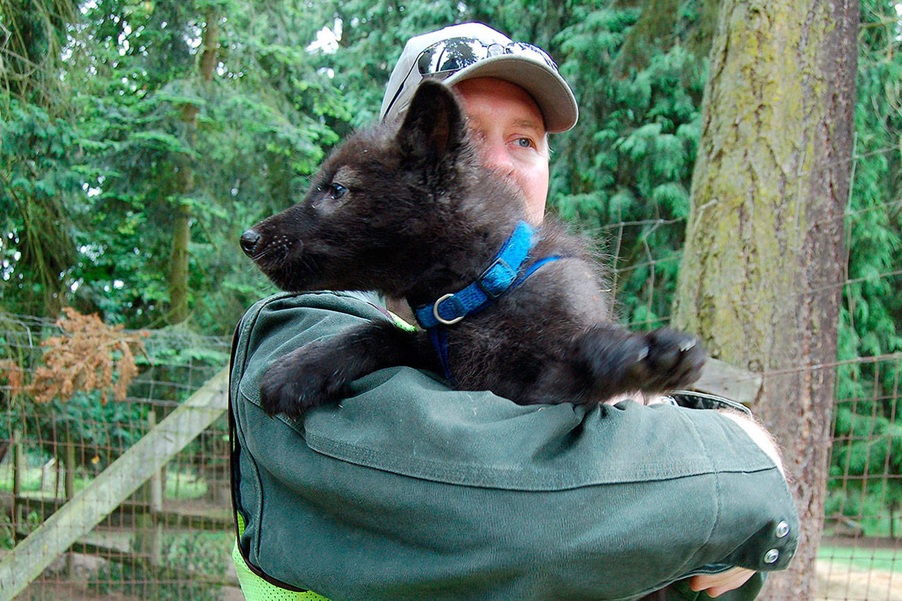 Olympic Game Farm adds two timber wolf puppies