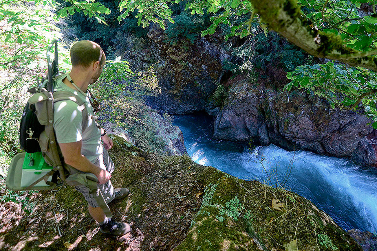 Fish recolonizing areas upriver of former dam sites on Elwha River