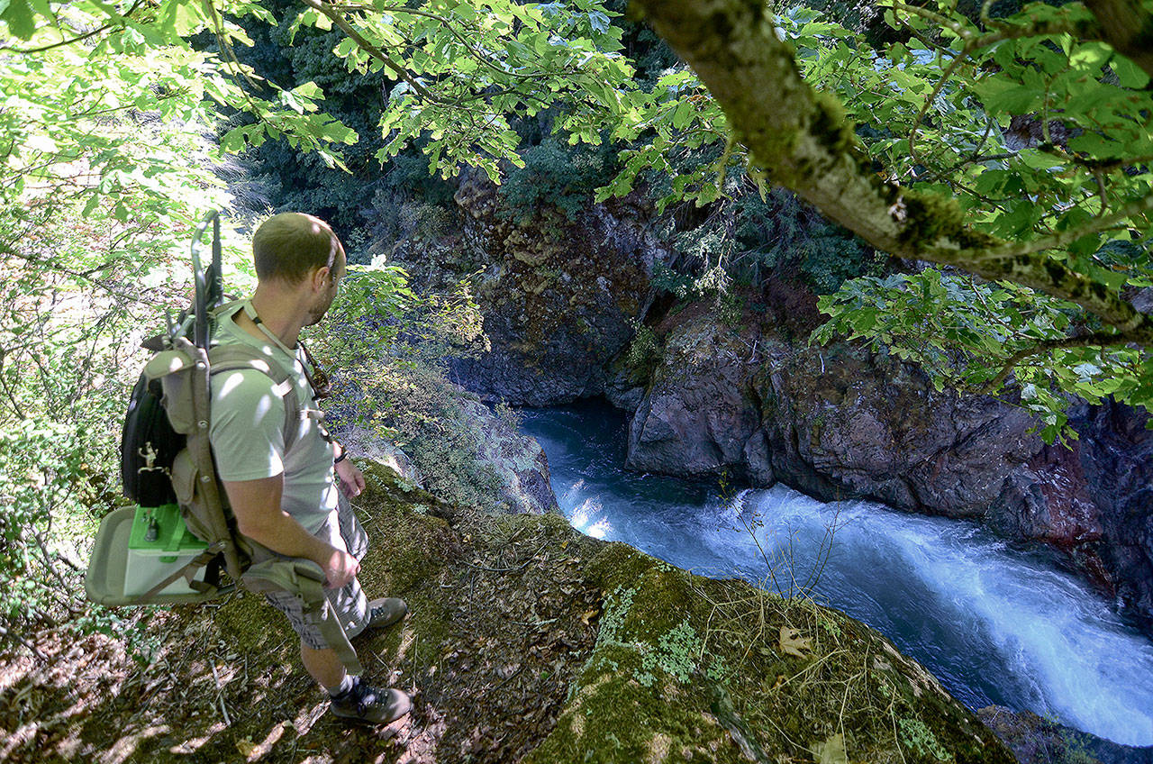 Olympic National Park fisheries technician Josh Geffre looks down at the Elwha River as it passes through Glines Canyon on July 31. (Jesse Major/Peninsula Daily News)