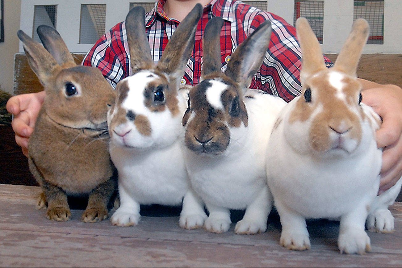 Kids Days kicks off four days of Clallam County Fair