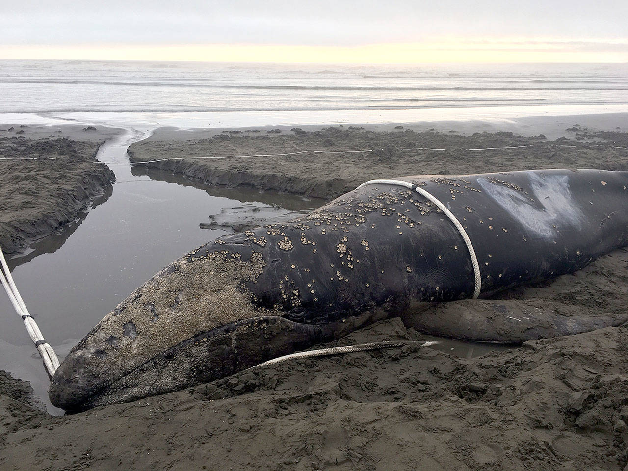 A rescue effort during high tide late Friday night freed a young gray whale that had been stranded on a remote beach in Olympic National Park and the Olympic Coast National Marine Sanctuary for about three days. (Sealife Response Rehab Research)