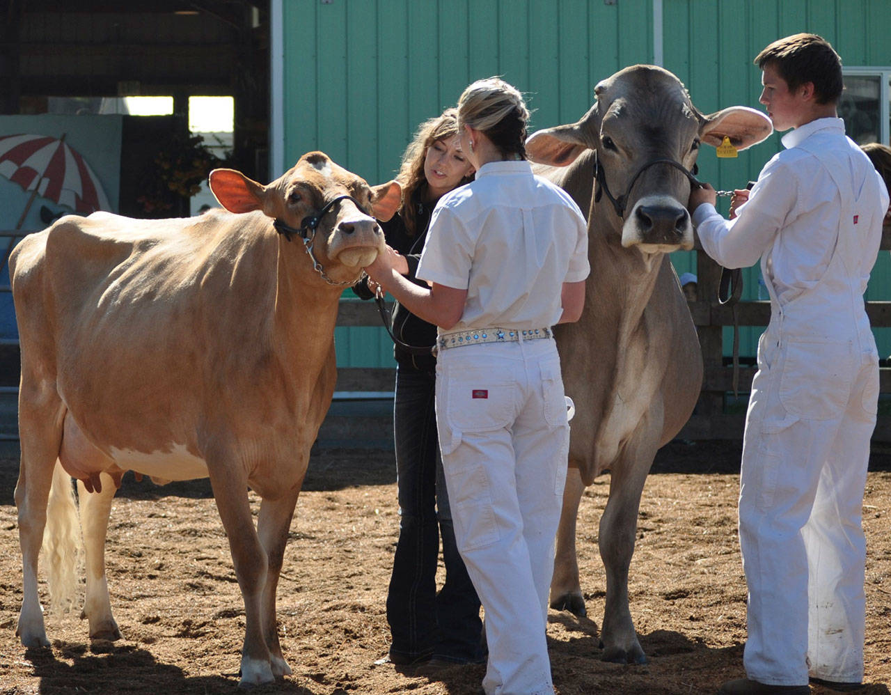 The North Olympic Land Trust will honor the WSU Clallam County Extension with the 2017 Farmer of the Year award. The extension’s 4-H program is seen in action here.