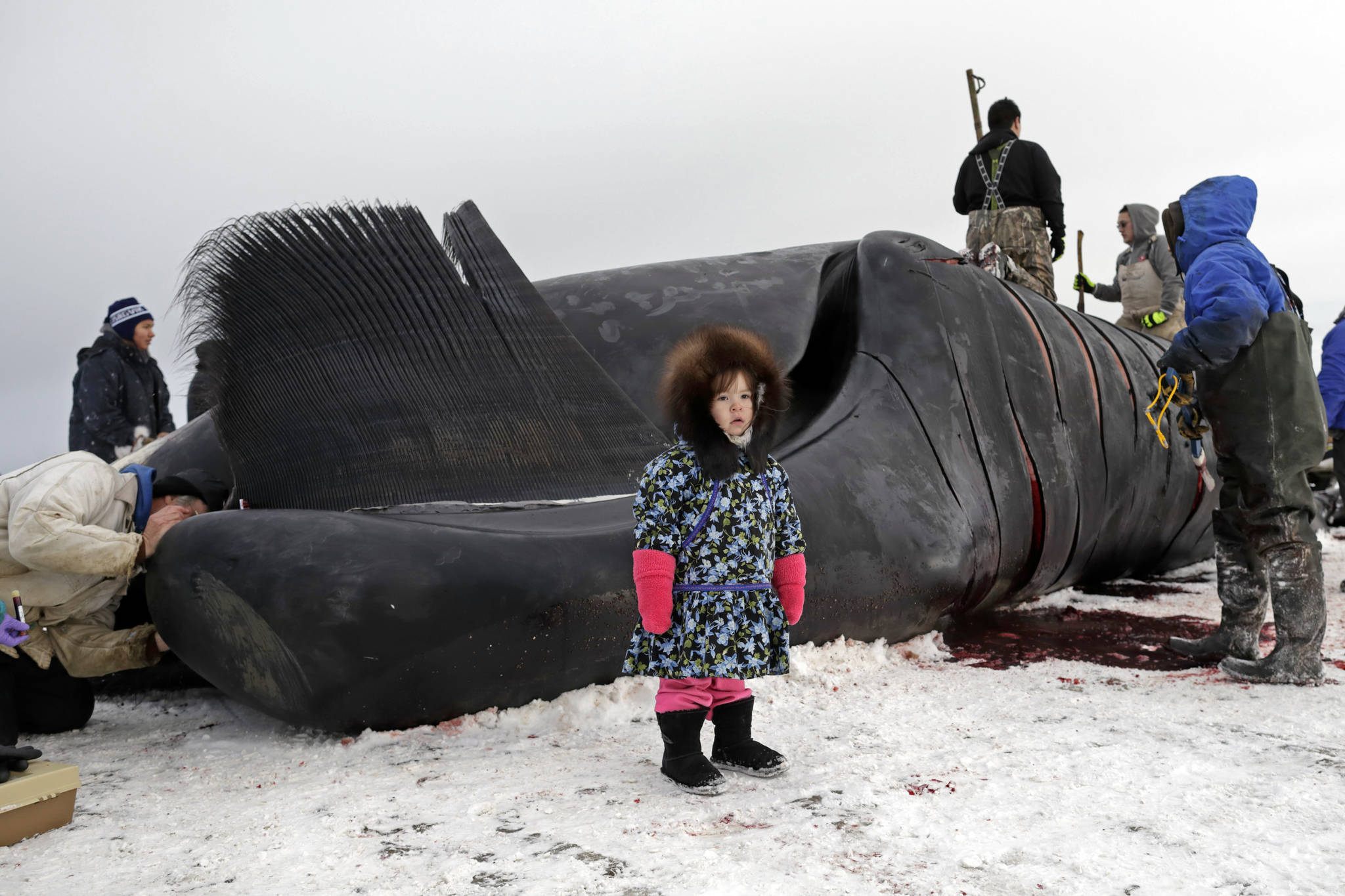 Officials eye annual Alaska whaling quotas