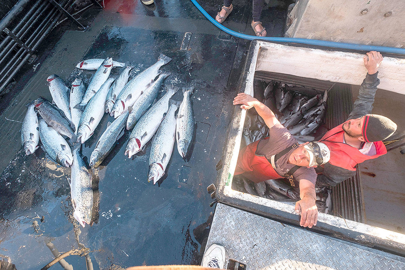 Collapse at Skagit County salmon farm renews concerns about fish farming in Strait