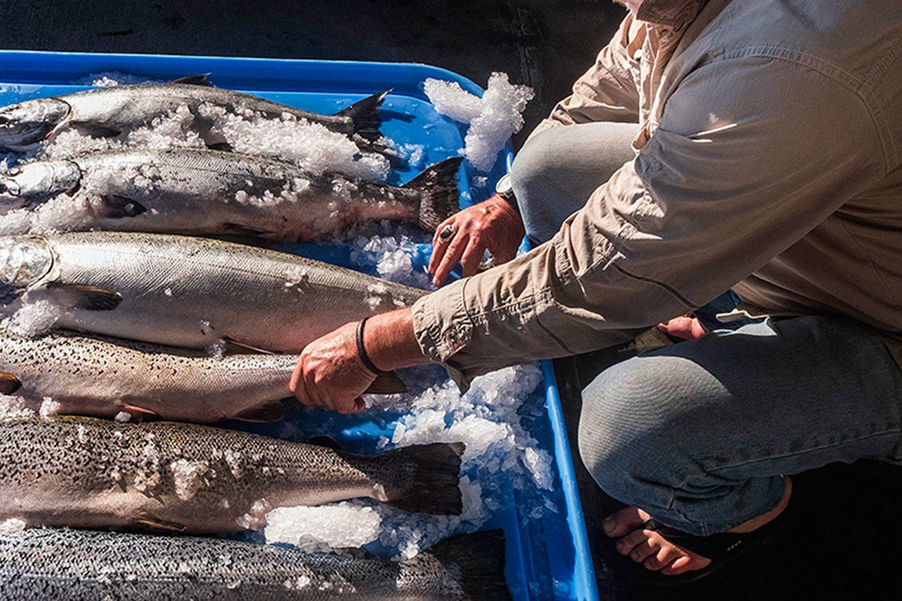 Group to sue after farmed salmon spill into Puget Sound