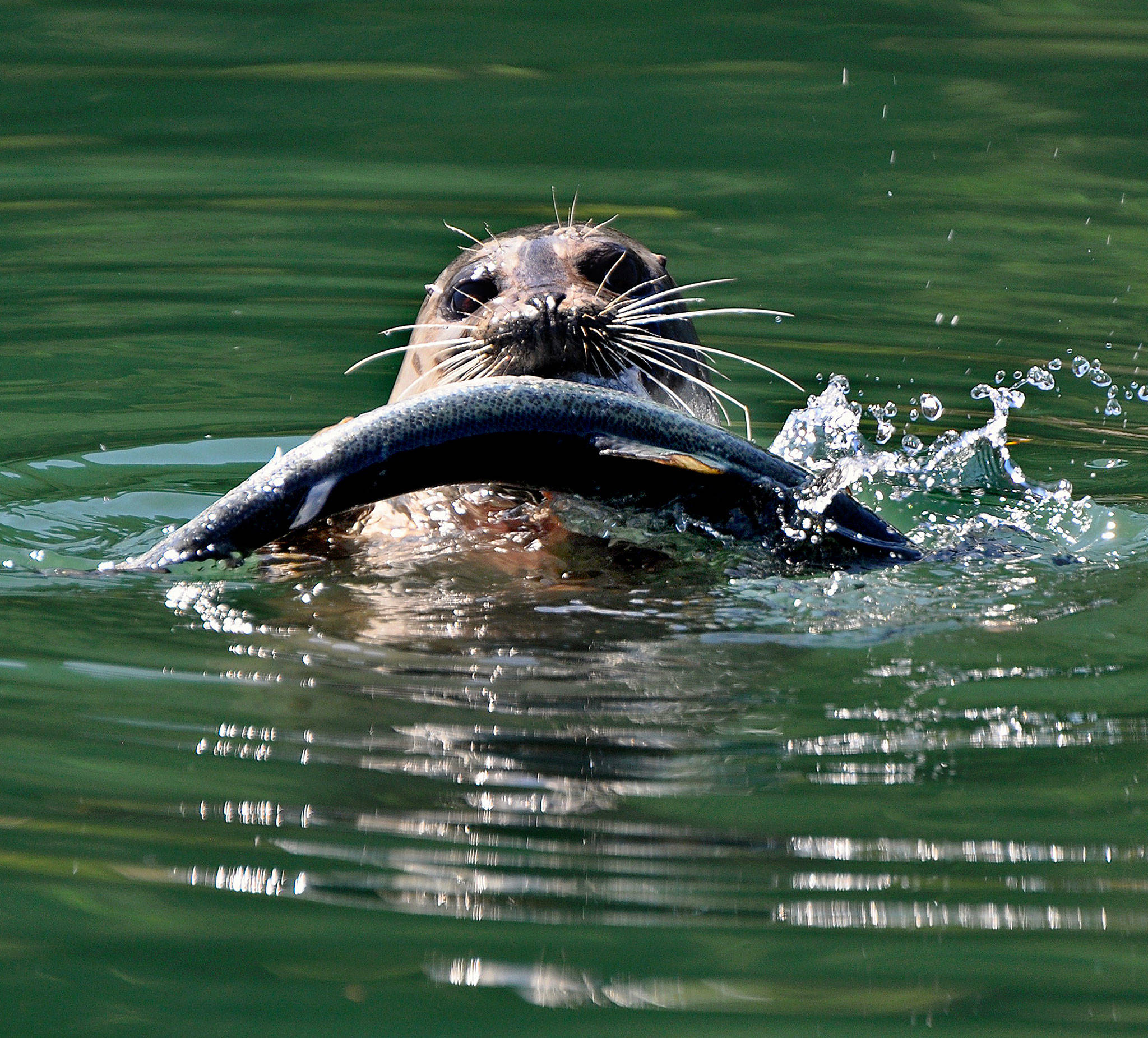 Annie Thomas/for Everett Daily Herald A harbor seal holds an Atlantic salmon, an escapee from Cook Aquaculture’s fish farm, near Cypress Island.