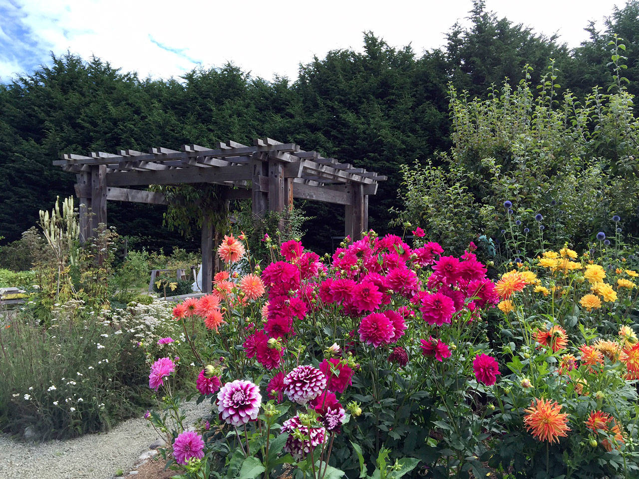 Washington State University Clallam County Master Gardeners will hold a garden festival at the Woodcock Demonstration Garden on Saturday. (Lorrie Hamilton)
