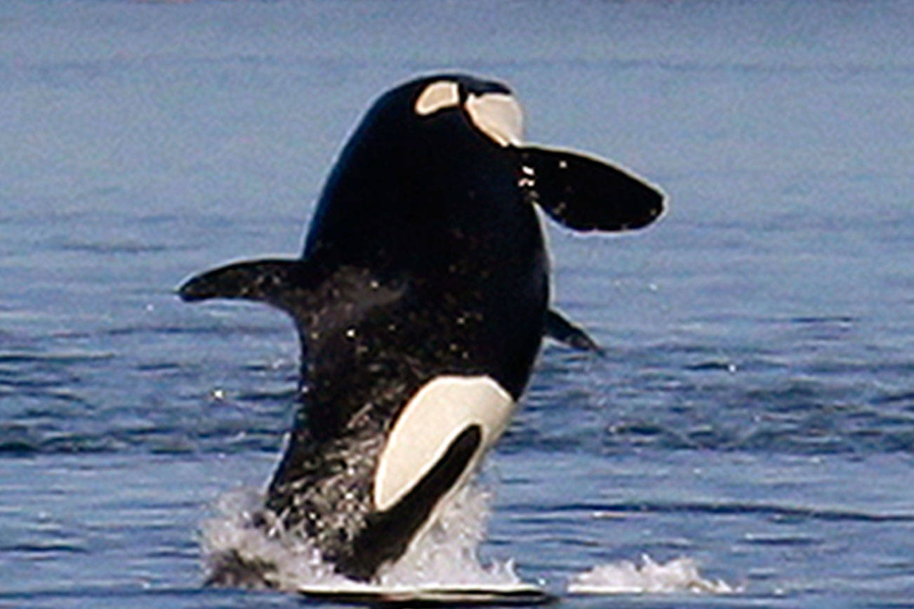 Ships slowing in busy channel to protect endangered orcas