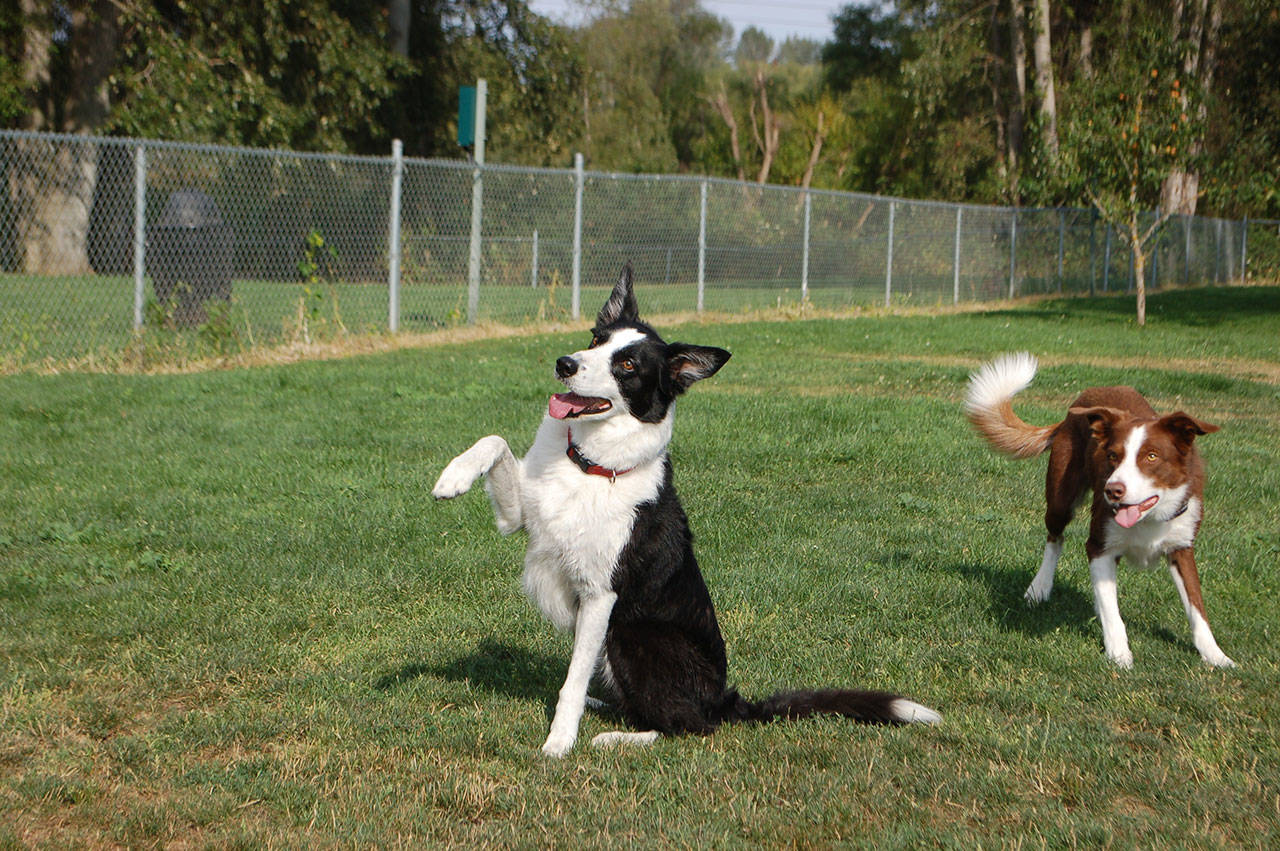 Two border collies, Fly, left, and Jake, play together at the Sequim Dog Park at Carrie Blake Park on a recent afternoon. Fly performs a trick for his owner, Ken Kennedy of Sequim. (Erin Hawkins/Olympic Peninsula News Group)