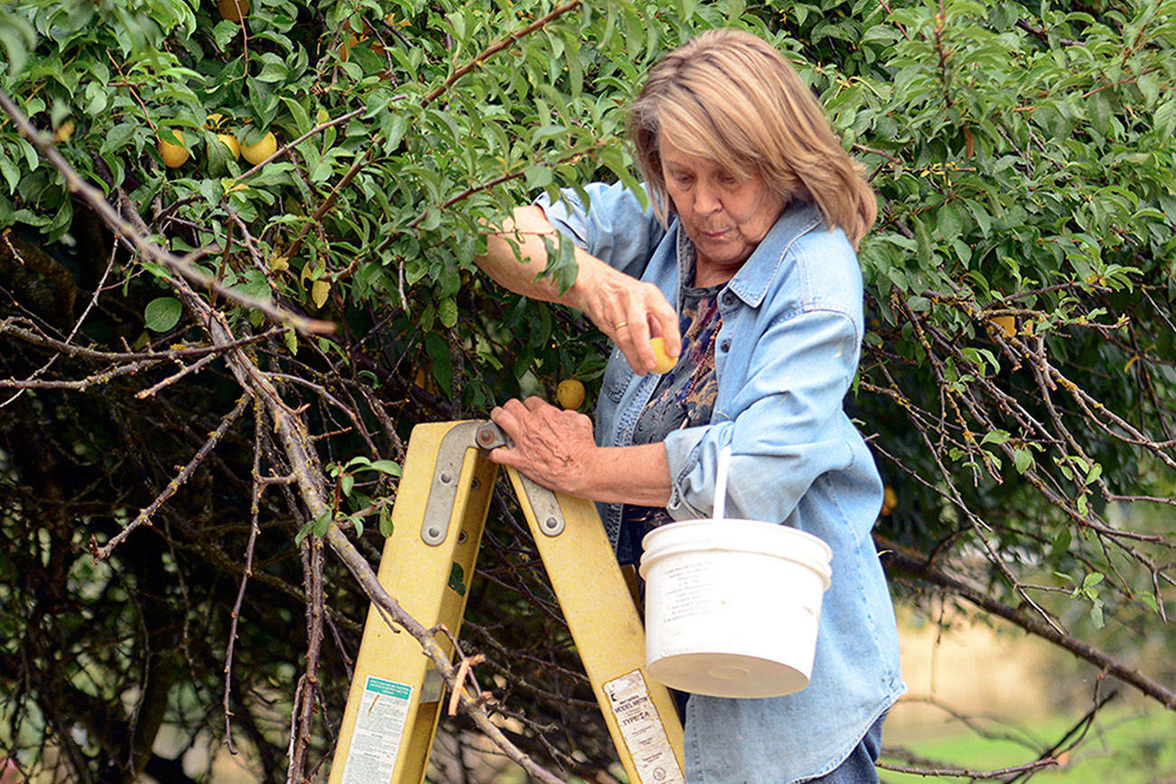 Clallam County volunteers looking for fruit, produce to share with community