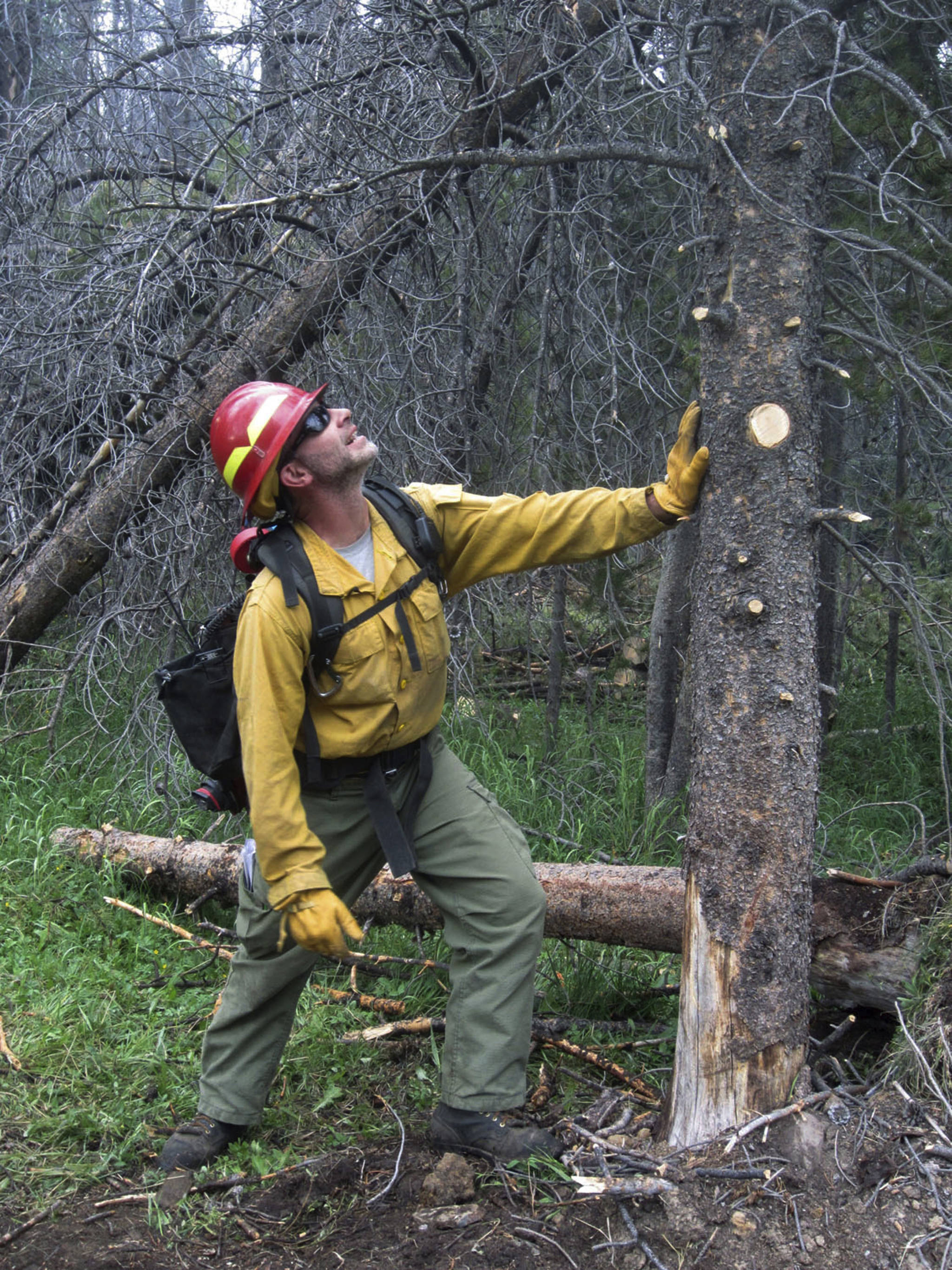Ben Brack, a firefighter and public information officer, tests the stability of a beetle-killed tree at the site of a wildfire locally called the Keystone fire, near Albany, Wyo., on July 12. The fire was burning in a dense forest of beetle-killed trees, which pose a safety hazard for firefighters because the trees, weakened by the bugs, topple more easily than living trees. (The Associated Press)