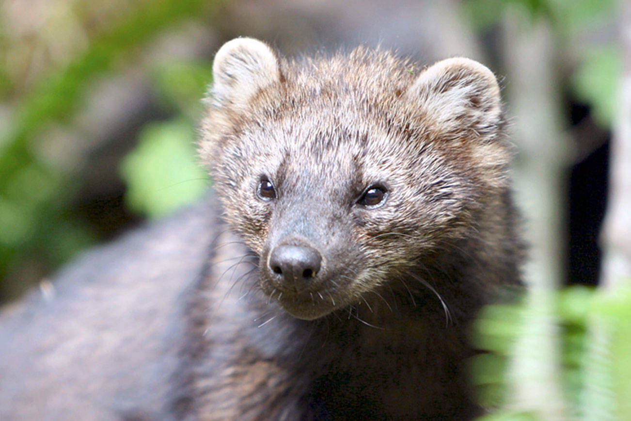 Fishers, whales stay on state endangered list after panel meets in Port Angeles