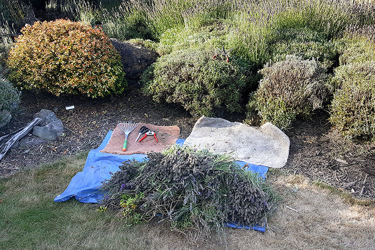 A GROWING CONCERN: Onward, gardening soldiers, as fall looms!