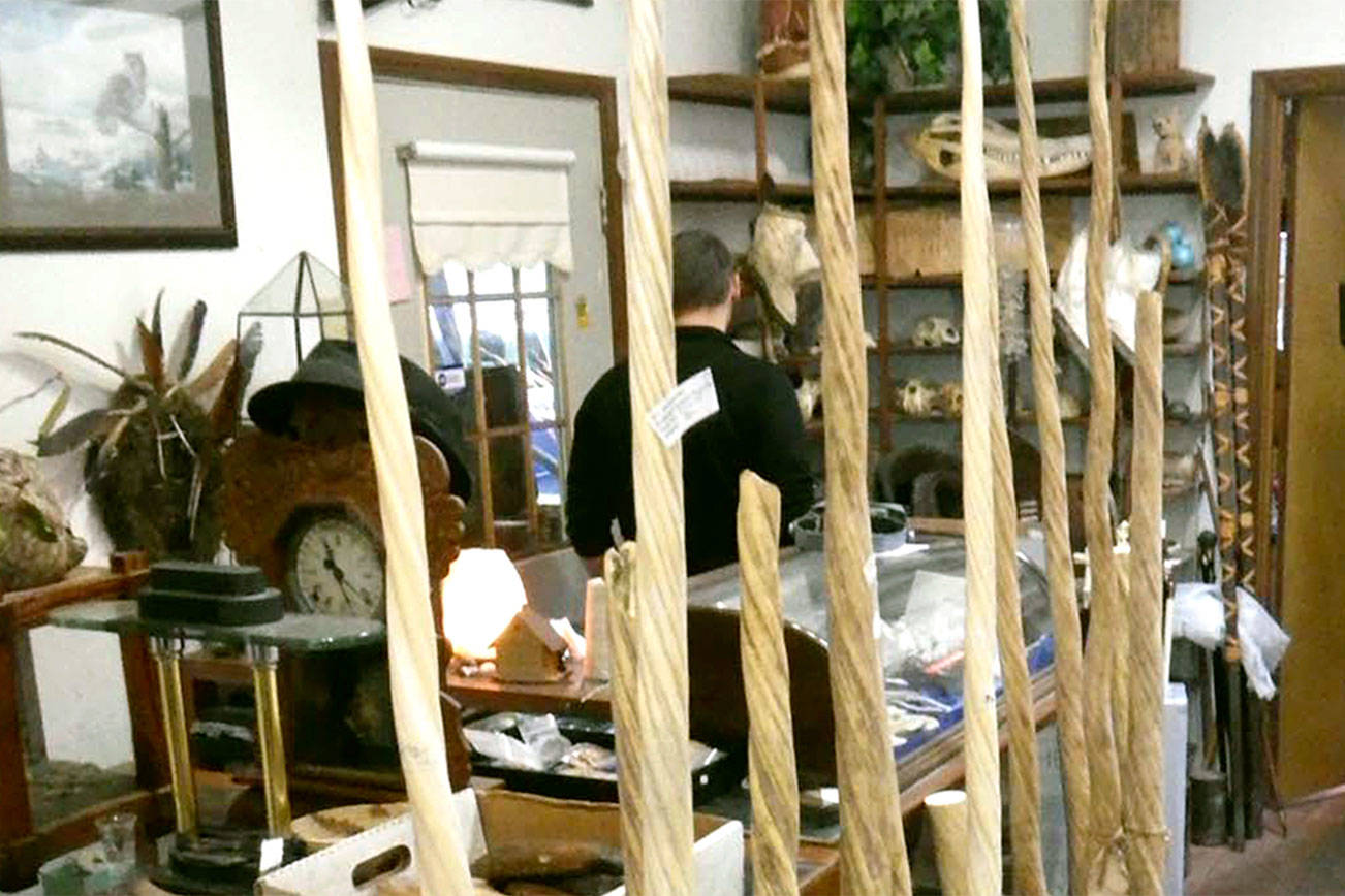 Ivory dealer headed to prison after aiding federal prosecution of smuggler