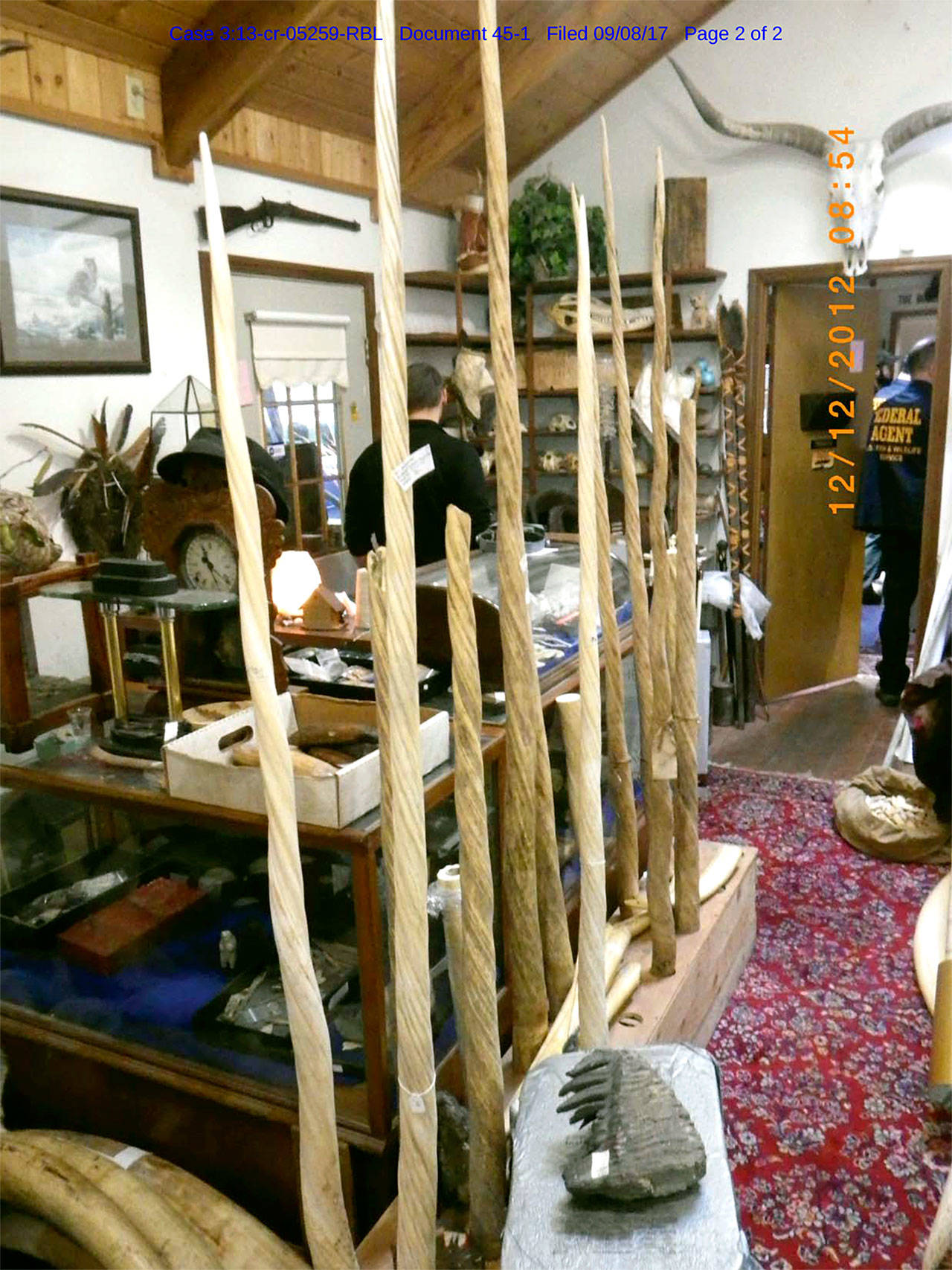 Narwhal whale tusks were confiscated from David L. Boone of Brinnon, who was convicted of trafficking in ivory from a protected species.