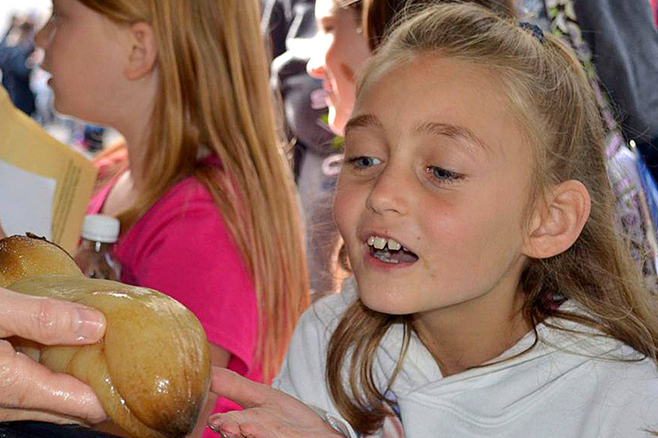 Dungeness River Festival offers exhibits, activities on one day only this year