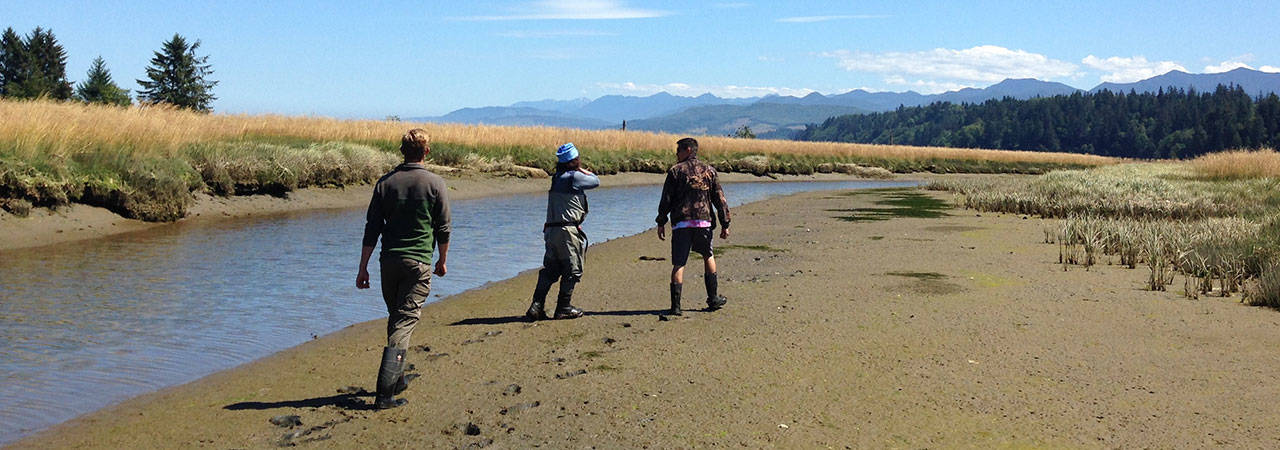 Lower Elwha Klallam Natural Resources staff scout Pysht Estuary for locations to place traps for European green crab. This is one of 52 early detection sites for the invasive species spearheaded by the Crab Team through Washington Sea Grant. (Emily Grason/Washington Sea Grant)