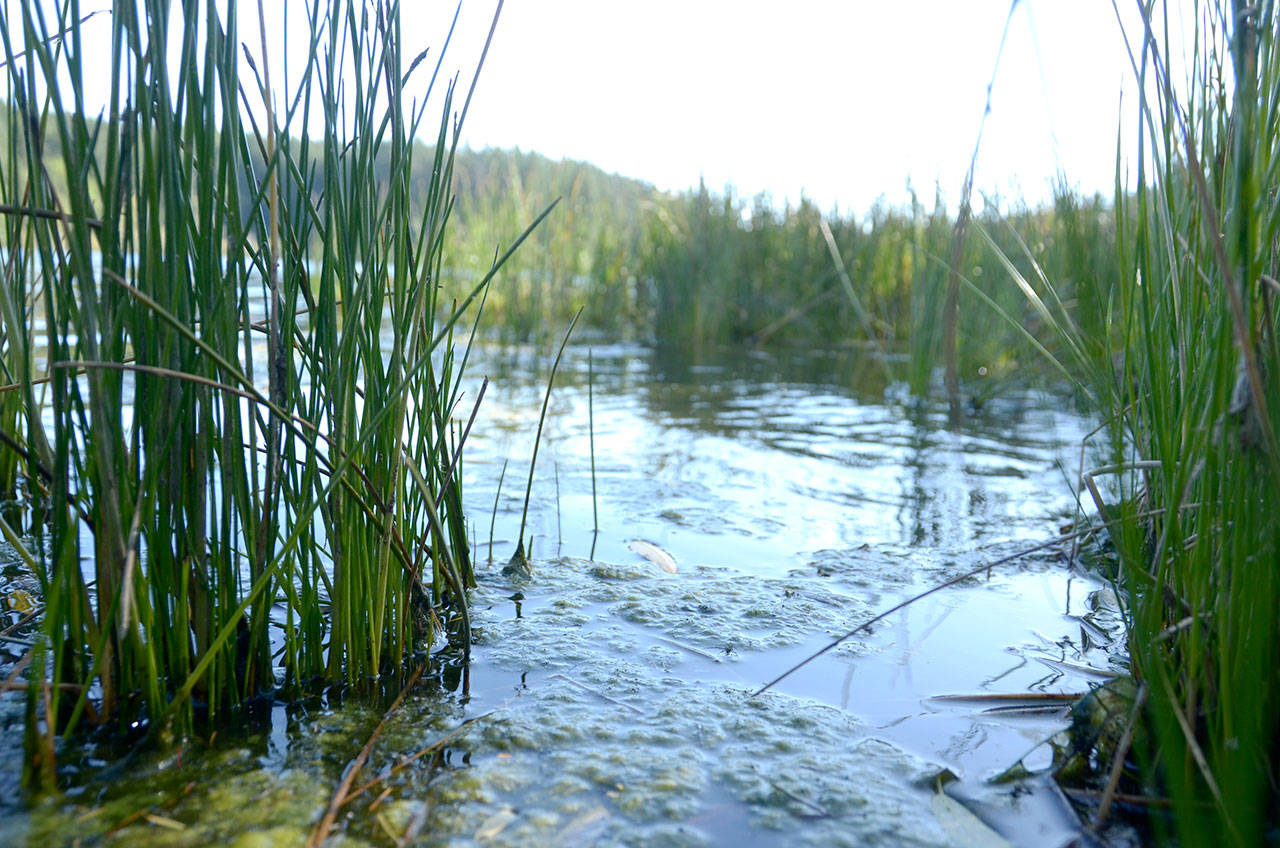 The Jefferson County Commissioners approved an agreement with the Department of Ecology to monitor the toxic algae bloom in Anderson Lake, which has shut down the lake every summer since 2006. (Cydney McFarland/Peninsula Daily News)