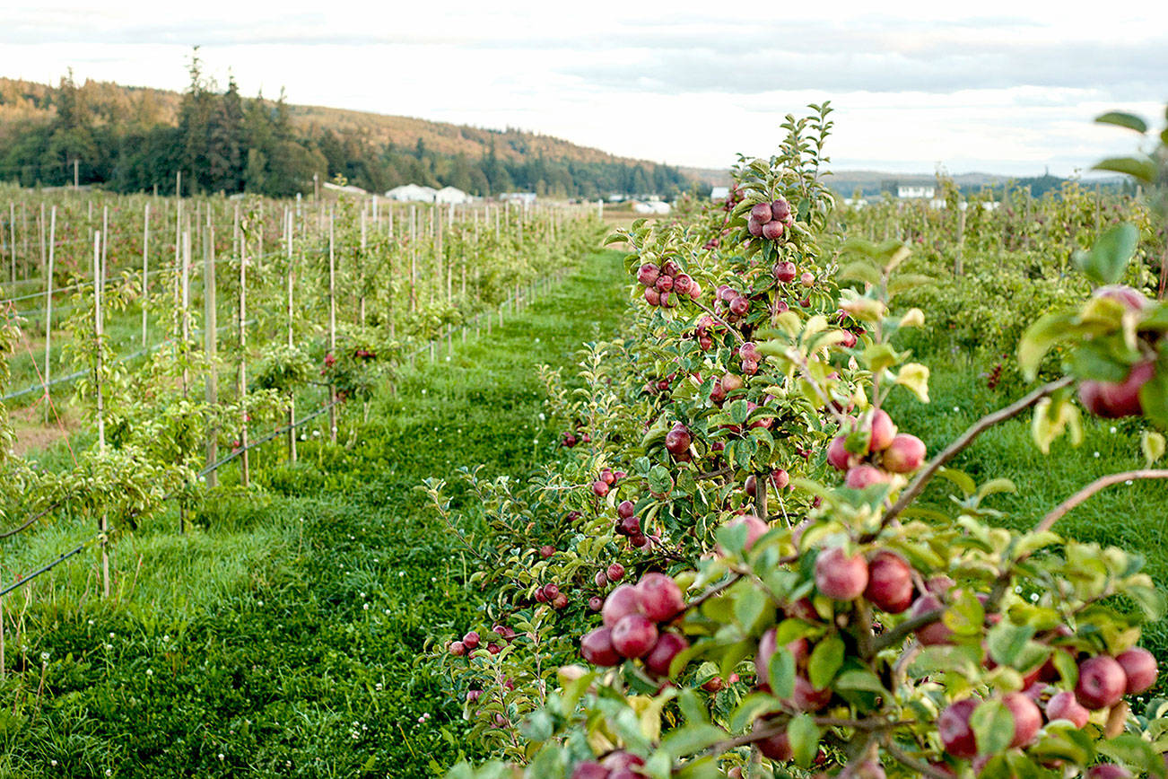 Olympic Peninsula Apple and Cider Festival planned this weekend in Port Townsend