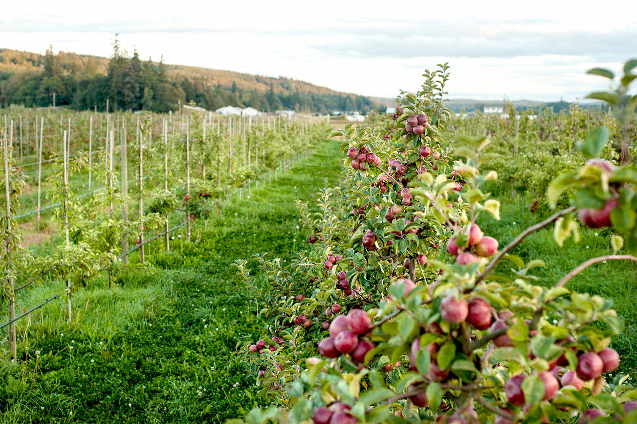 Community members are gearing up for the upcoming Apple and Cider Festival, which will include apple pressing, cider tasting and apples sales to benefit hurricane relief efforts in Puerto Rico. (Frenya Fennwood)