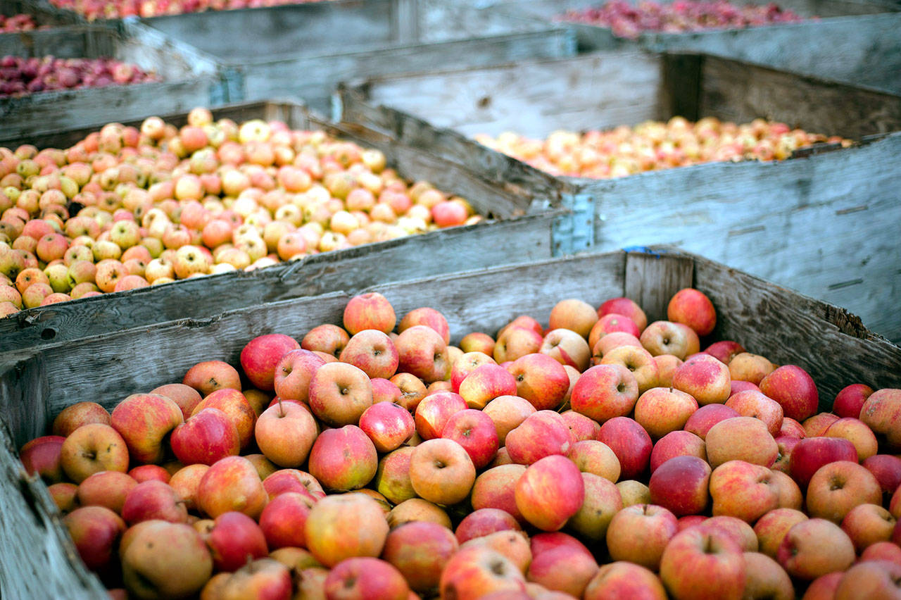 Community members are gearing up for the upcoming Apple and Cider Festival, which will include apple pressing, cider tasting and apples sales to benefit hurricane relief efforts in Puerto Rico. (Frenya Fennwood)