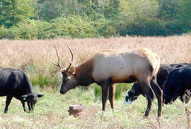 Ward Norden A smaller bull elk feeds among domestic cattle near the mouth of the Little Quilcene River in Quilcene.