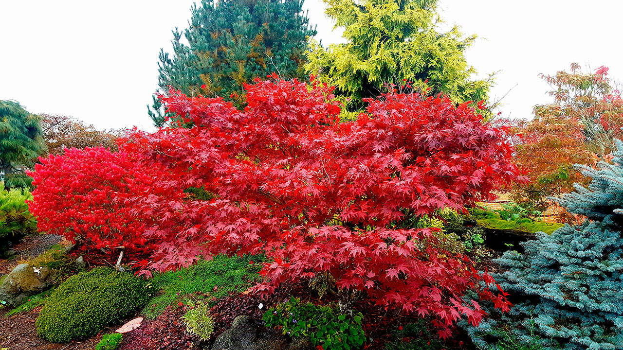 An excellent example of fall and winter color is blue spreading spruce and a yellow pseudo cypress stand against the brilliant red hues of a Japanese maple and euonymus burning bush. (Andrew May/Peninsula Daily News)