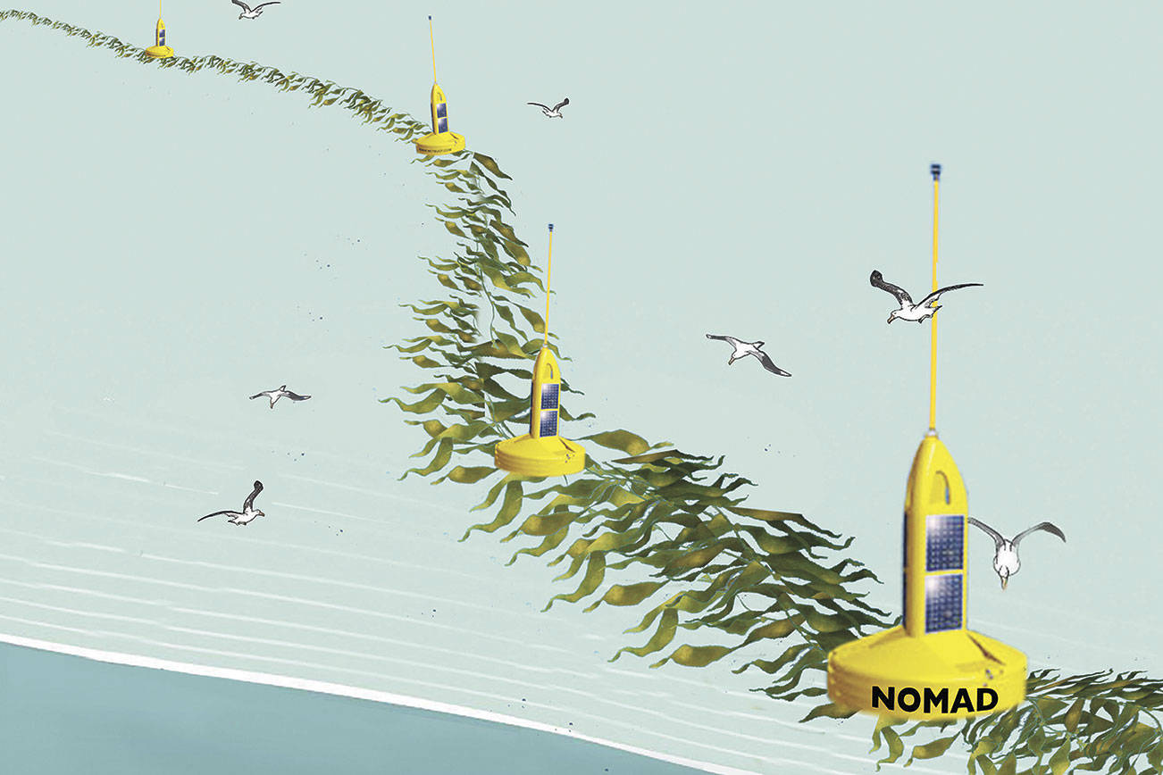 Seaweed line could be next wave of future in fuel