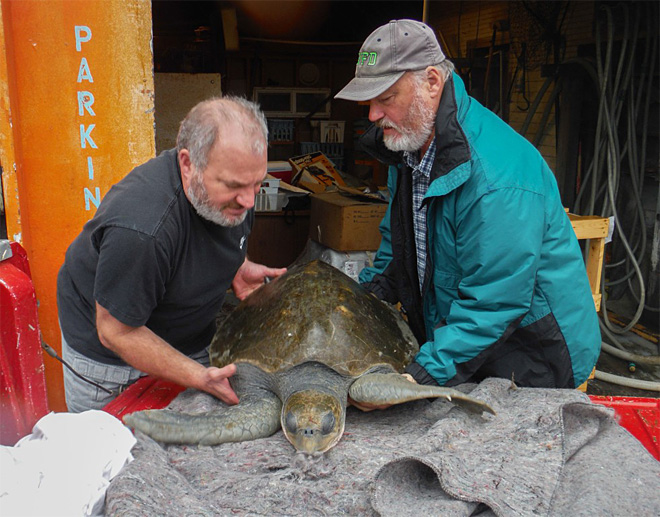 Staff at the Seaside Aquarium in Oregon with the female olive ridley turtle. (Tiffany Boothe/Seaside Aquarium (Click on photo to enlarge))
