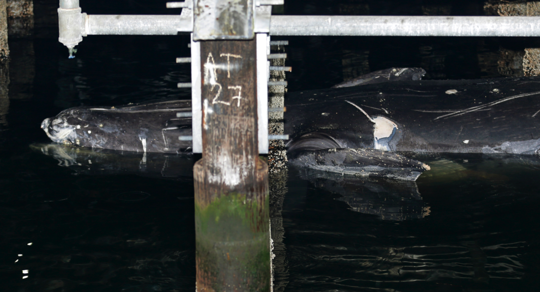 A dead whale floats under a dock at the Colman Dock Washington State Ferry Terminal in Seattle. (The Associated Press)