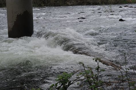 The submerged log beneath the Mora Road bridge on Saturday. (Lonnie Archibald/for Peninsula Daily News (Click on photo to enlarge))