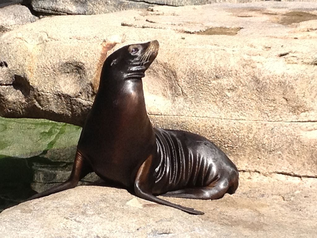 A California sea lion