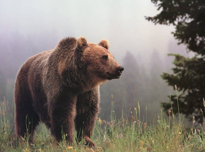 Grizzly bear