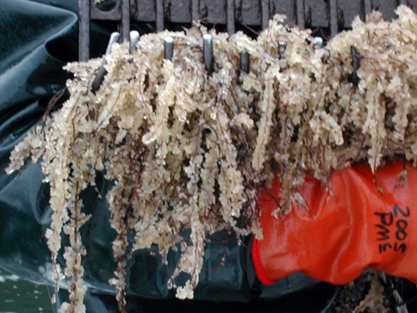 Heavy herring spawn on algae collected from spawn survey. (Washington Department of Fish and Wildlife)