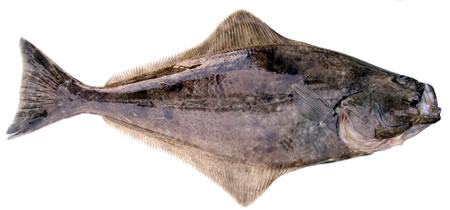 (Washington Department of Fish and Wildlife)