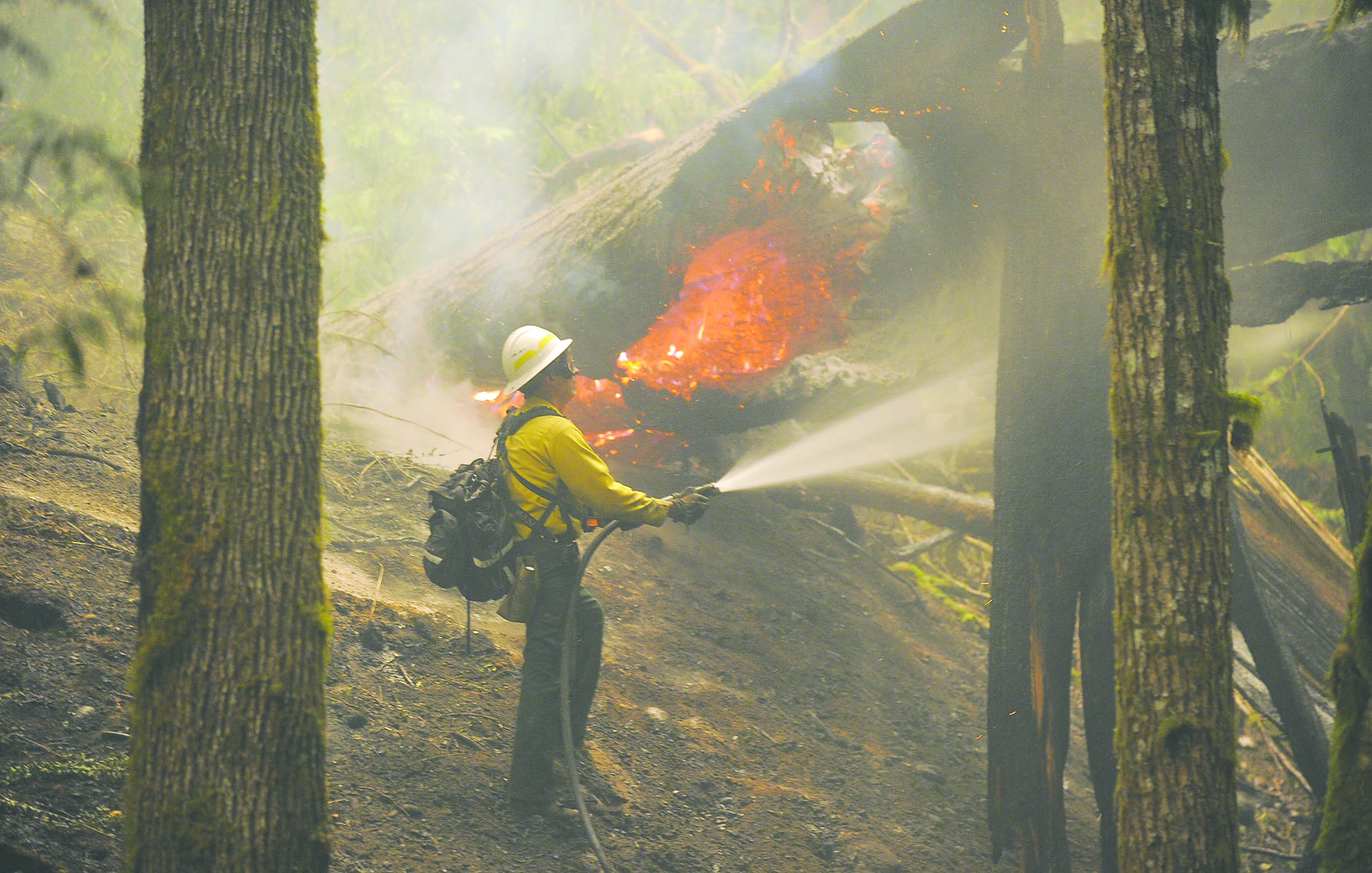 Firefighter Steve Shaw douses a spot fire as crews mop up an area in the Trail of the Cedars near Newhalem in August 2015. (Scott Terrell/Skagit Valley Herald via AP)