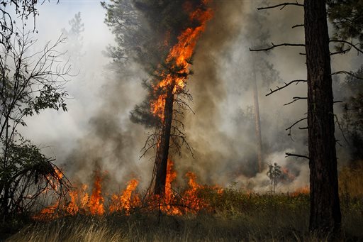 A tree is engulfed in flames during a controlled burn near a fire line outside of Okanogan on Saturday