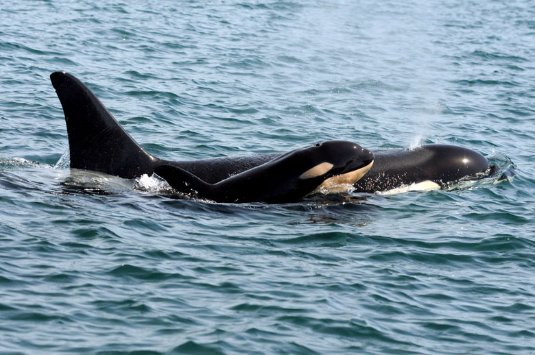 This photo provided by the Center for Whale Research taken under National Marine Fisheries Service research permit No. 15569 shows a killer whale calf off British Columbia's coast. The Washington state-based Center for Whale Research said the baby dubbed L122 was spotted with its mother Sunday and is the newest member of the pod since last December. David Ellifrit/Center for Whale Research No. 15569