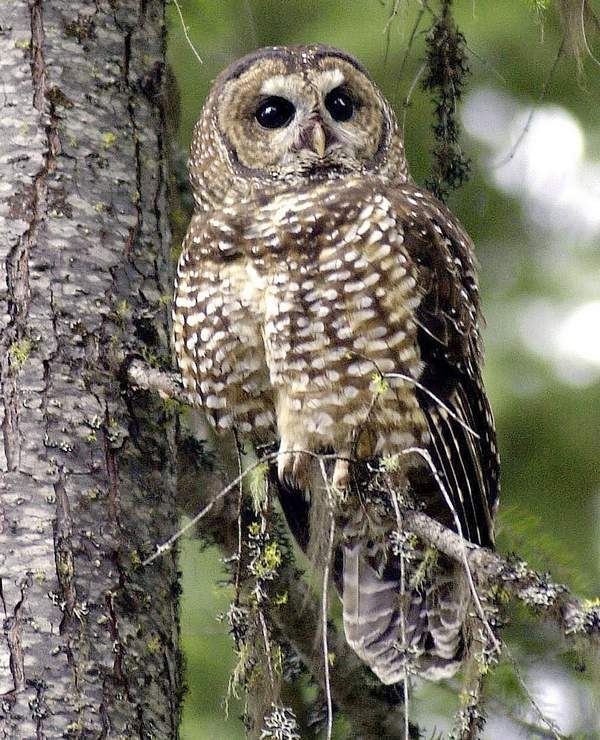 State seeks comment on northern spotted owl, snowy plover listings